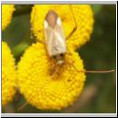 Adelphocoris lineolatus - Weichwanze 02.jpg